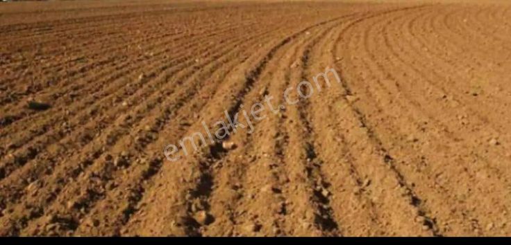 Satılık Verimli Tarla