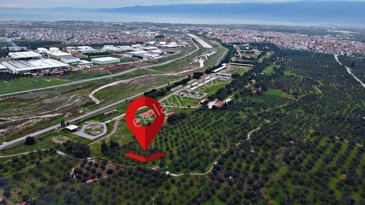 Mera Emlaktan Burhaniye İmara Yakın Müstakil Tapulu 5.478m2 Satılık Zeytinlik