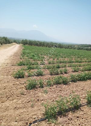 Manisa Saruhanlı'da 9362 M2 Satılık Tarla