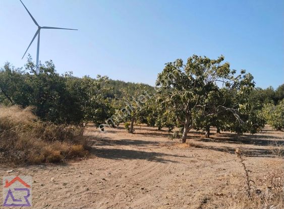 Ada Royal Den Etrafı Çevrili 70 Dönüme Yakın Yolu Mevcut Bahçe