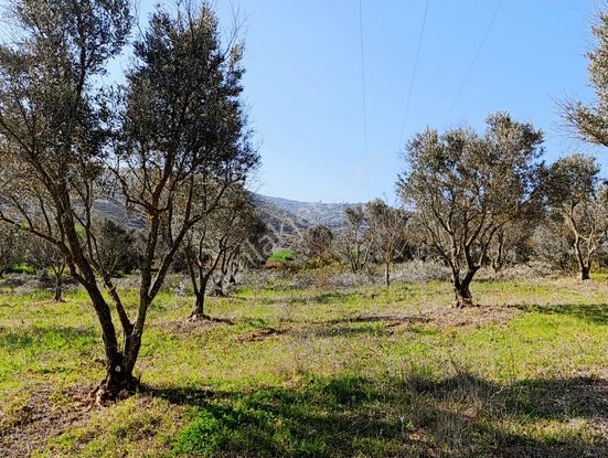 Bursa Yenişehir Dereköyde Acil Satılık Zeytin Bahçesi