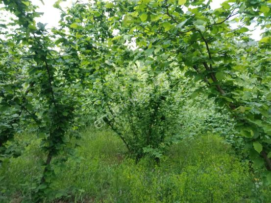 Tarcanlar'dan İzmit Kurtdere Mah 1.166 M² Satılık Fındık Tarlası