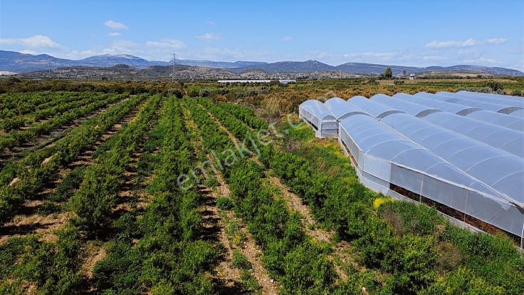 Bölgenin En Uygunu Otoban Bağlantsına 2 Km 7.660 M2 Şeftali Bah.