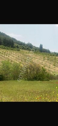 Manısa Akhısar Yeğenoba Mahallesi Davutlar Mevkii