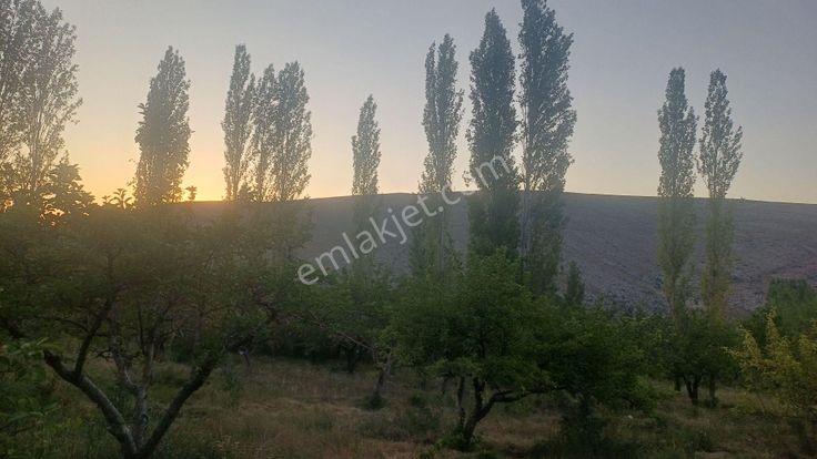 Sahibinden Satılık Elma Bahçesi