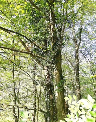 Sahibinden 🛑2.115 M2 Fındık Bahçeli Ve Ormanlık Tek Tapulu Arsa🛑maçka🛑
