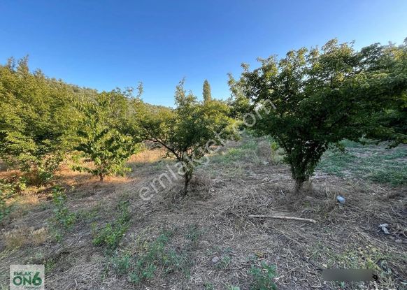 Yola Cephe Bakımlı Zeytinlik