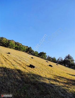 Taraklı Dışdelelerde Orman Cepheli Doğa İçinde Fırsat Arazi!!!