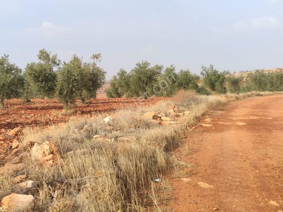 Arif Emlaktan Satılık Oğuzeli Kurtuluşta Tek Tapu İmar Dibi Yatırımlık Arazi