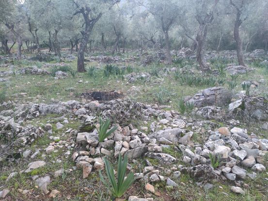 Muğla – Milas Pınarcık Köyü’nde Satılık Zeytinlik