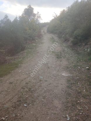 İznik Dereköyde 10 Dönüm Zeytinlik