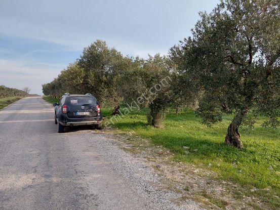 Akhisar Işık Köy De Yola Sıfır Sulu 9.500 M2 Zeytinlik 2.695.000 Tl