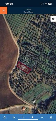 Karacabey Doğla Da Satılık 731 M2 Tek Tapu Zeytinlik