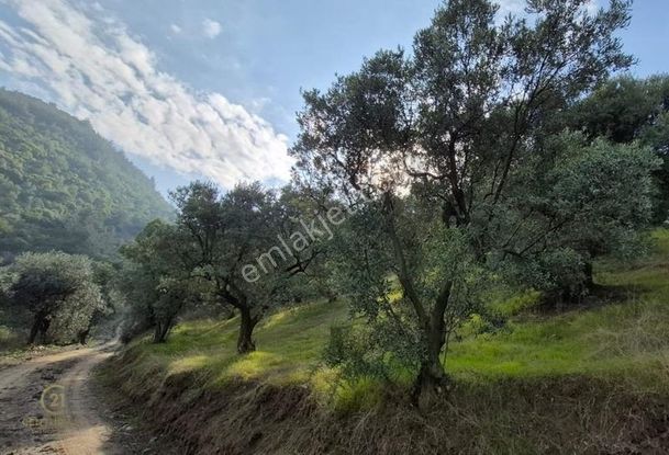 C21 Ewa'dan Gemlik Gençali Köyünde Deniz Manzaralı Zeytinlik !!!