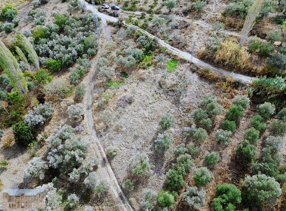 Satılık Başlıoğlunda 652 M2 Yolüstünde Çok Amaçlı Zeytinlik