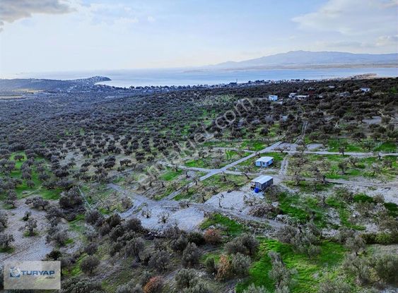 Yenişakran'da Satılık 4142 M2 Zeytinlik