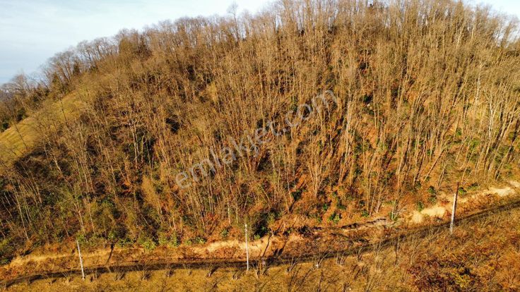 Trabzon'da Satılık 4 Dönüm Arazi