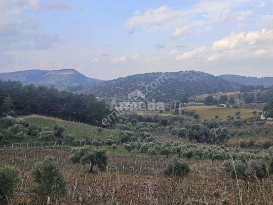 Kuşadası Kirazlı'da Satılık Tek Tapu Tarla