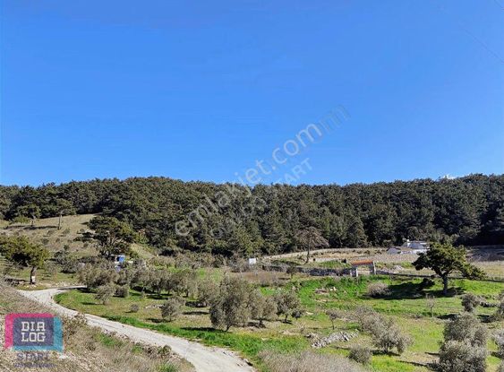 Karaçam'da Manisa Yoluna Yakın Tarla