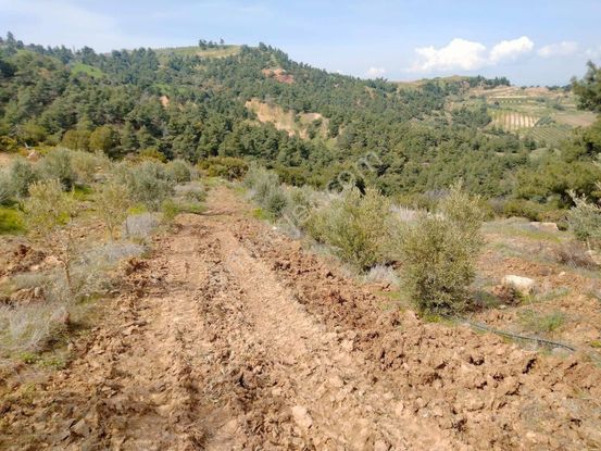 Manisa Alaşehir Evrenli Satılık Tarla
