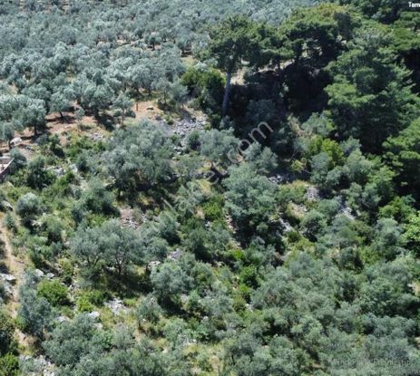 Avcılar Üstü Arıtaşında Zeytinlik