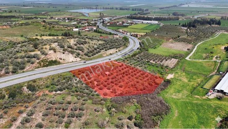 Milas Söke Yolunda Zeytinlik