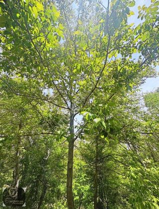 Tuğram Dan Kayış Köyünde Satılık Bahçe