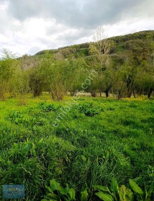 Sakarya Hendek Çamlıca Mh.arsa