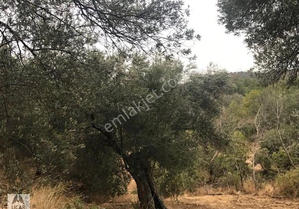 Uçardan Köyeyakın Zeytinlik