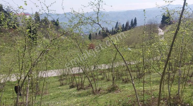 Kamışlı'da 500m² Arazi