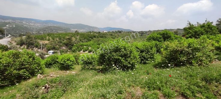A Emlaktan Elvanlıda Satılık 15.220m2 Limon Bahçesi