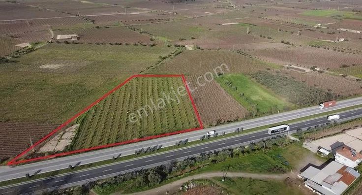 Ankara Asfaltına Cepheli 11180 M2 Zeytinlik