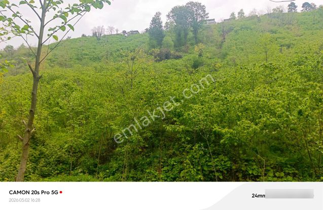 Sahibinden Bakımlı Fındık Bahçrdi
