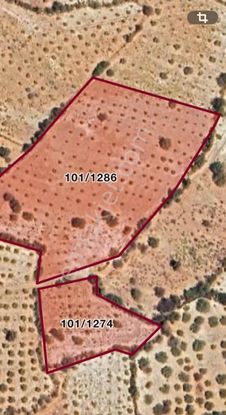 Örenpınarda Satılık Toplamı 13.000 M2 Zeytin Bahçesi
