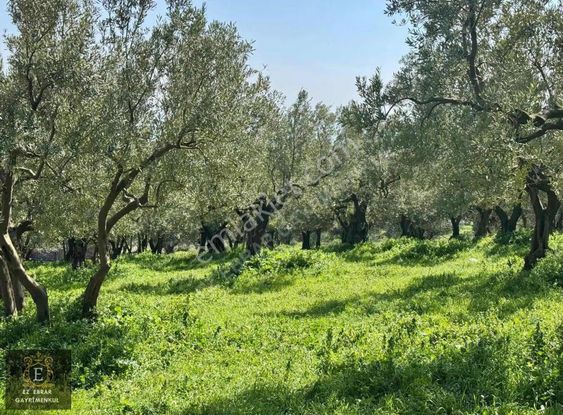 Mudanya Dereköyde Satılık Zeytinlik
