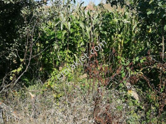 950 000 Tl Star Emlaktan Samsun Termede Satilik Arsa