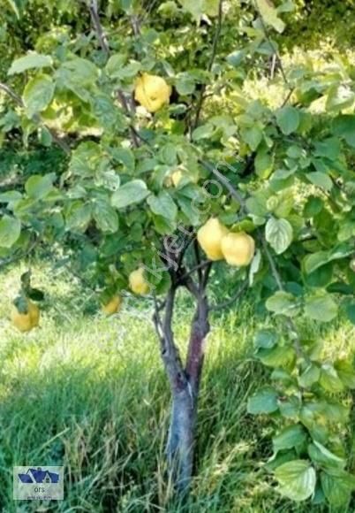 erzincan merkez caglayan bld mertekli mahallesi sahibinden satilik arsa emlakjet erzincan merkez caglayan bld mertekli mahallesi sahibinden satilik arsa emlakjet