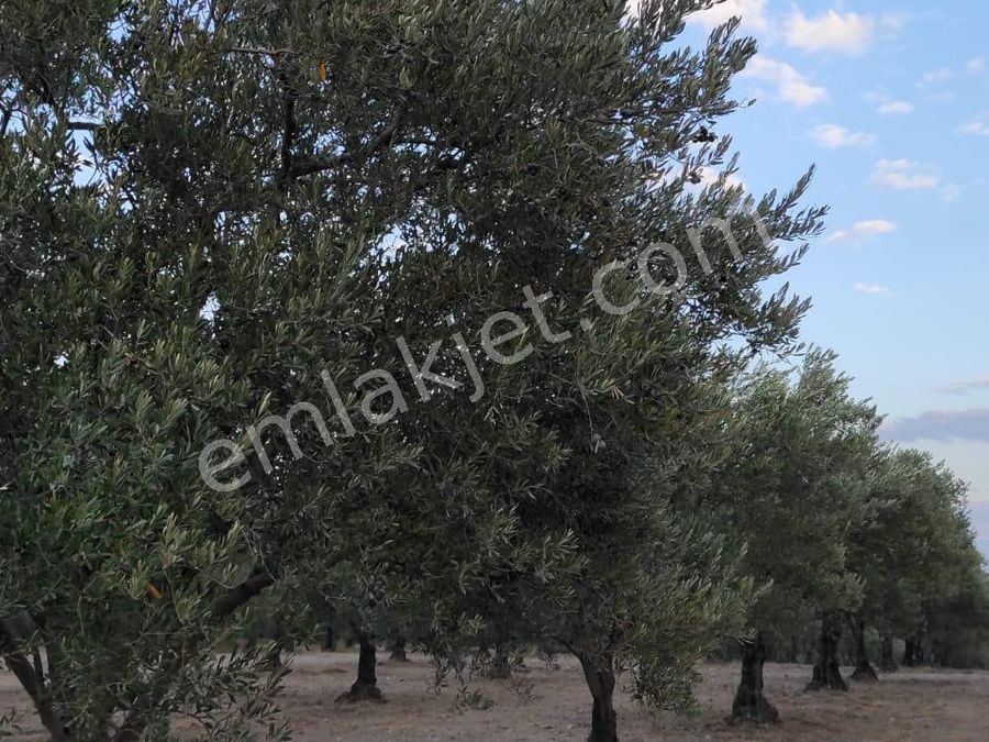 manisa akhisar emlak ofisinden satilik zeytinlik emlakjet manisa akhisar emlak ofisinden satilik zeytinlik emlakjet