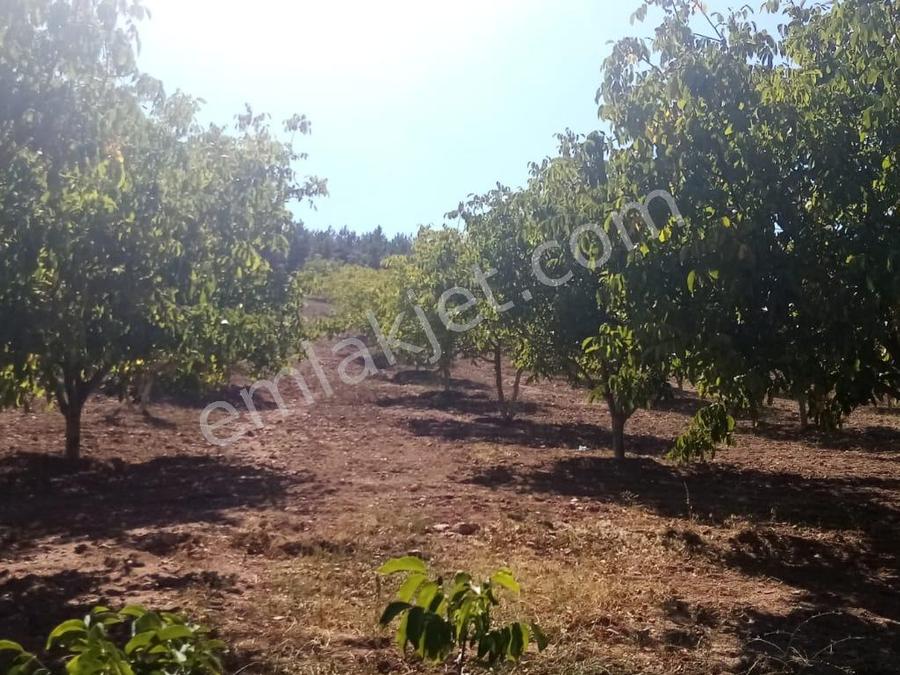 balikesir erdek narli mahallesi satilik arsa ilanlari ve fiyatlari