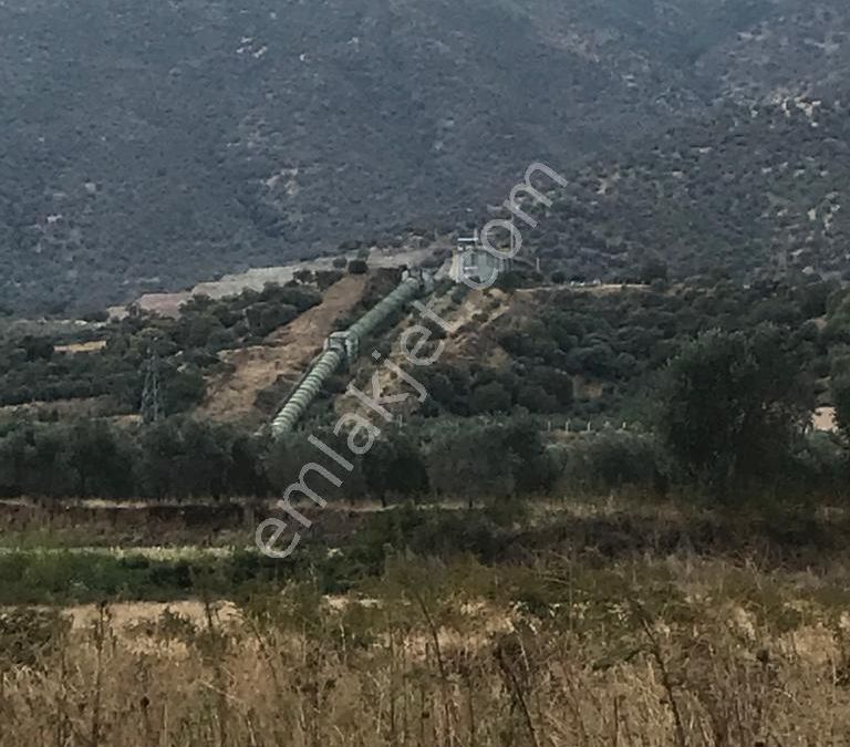 aydin bozdogan satilik zeytinlik ilanlari ve fiyatlari