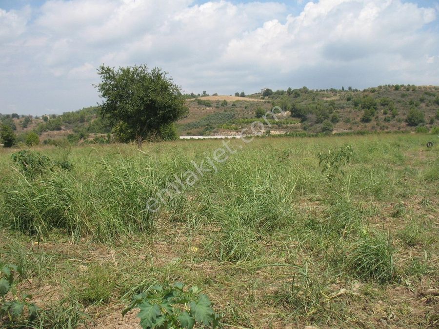 yonetmen iceriye alerjik manavgat kalemler satilik arsa bilsanatolye com yonetmen iceriye alerjik manavgat kalemler satilik arsa bilsanatolye com