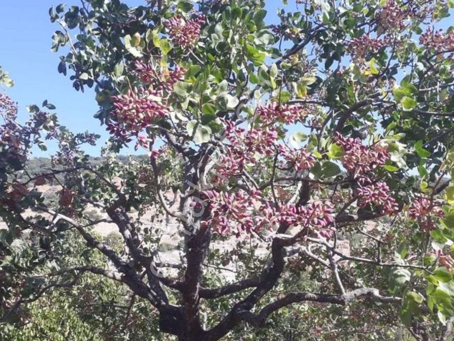 gaziantep sehitkamil sahibinden satilik tarla emlakjet gaziantep sehitkamil sahibinden satilik tarla emlakjet