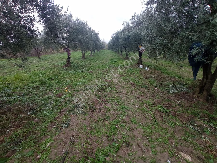 manisa akhisar satilik zeytinlik ilanlari ve fiyatlari manisa akhisar satilik zeytinlik ilanlari ve fiyatlari