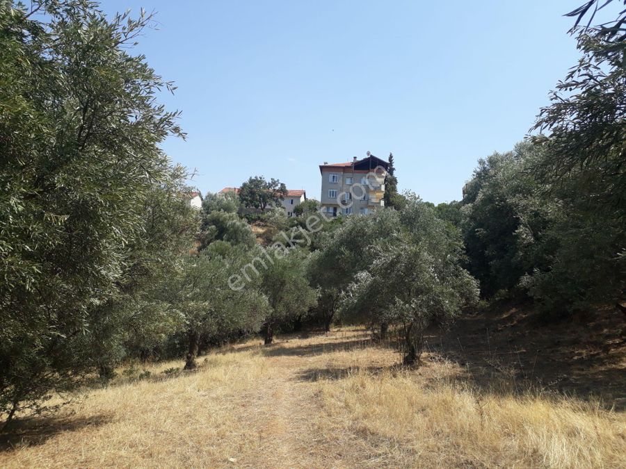 aydin karacasu satilik arsa fiyatlari ve ilanlari