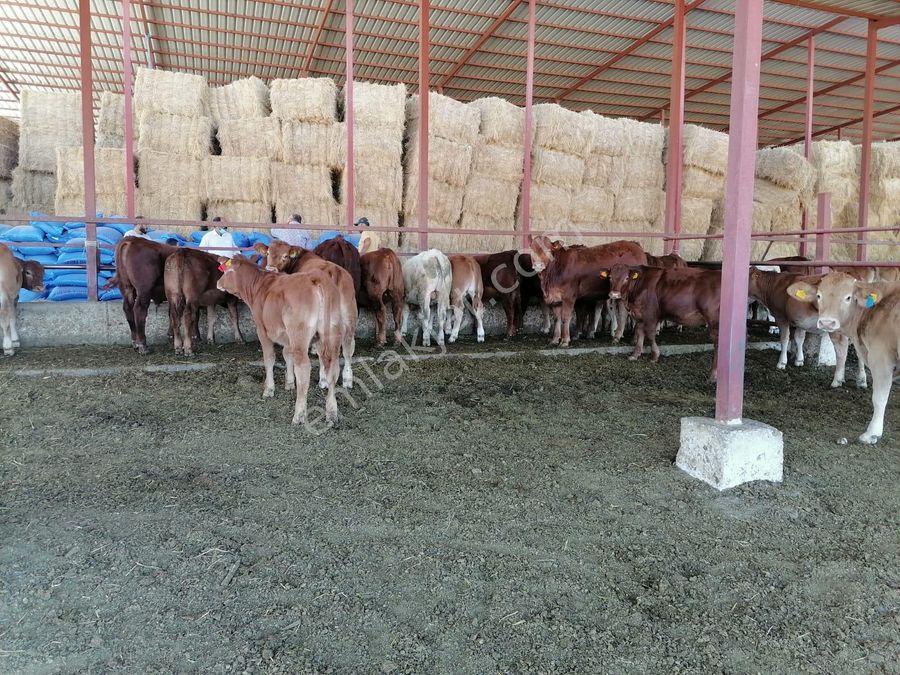 aydin kuyucak satilik arsa fiyatlari ve ilanlari