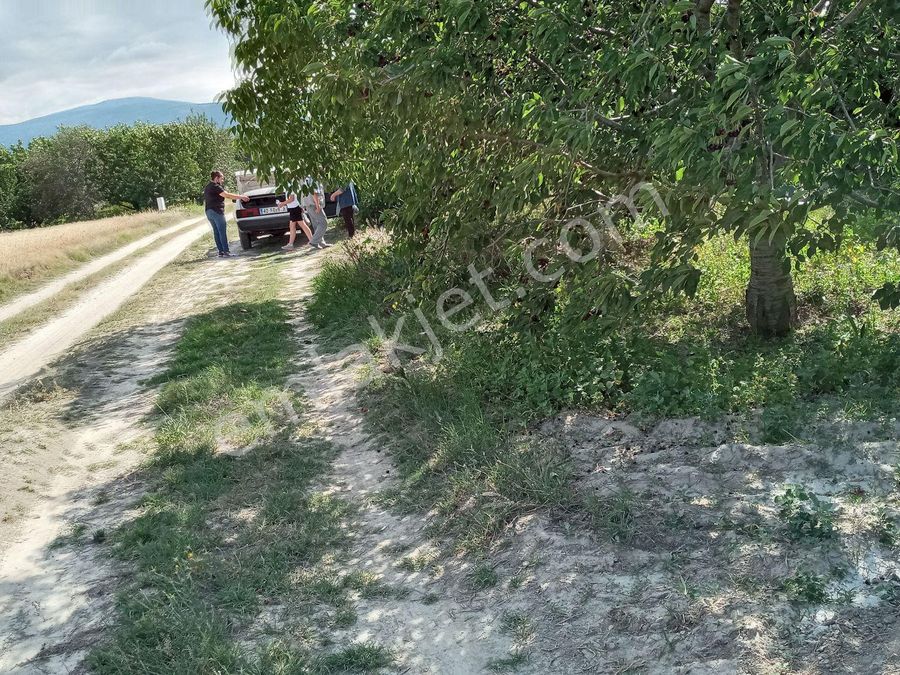 afyonkarahisar sultandagi satilik bag bahce emlakjet