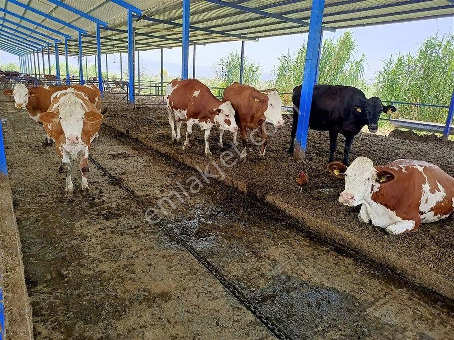 aydin satilik ciftlik ilanlari ve fiyatlari aydin satilik ciftlik ilanlari ve fiyatlari