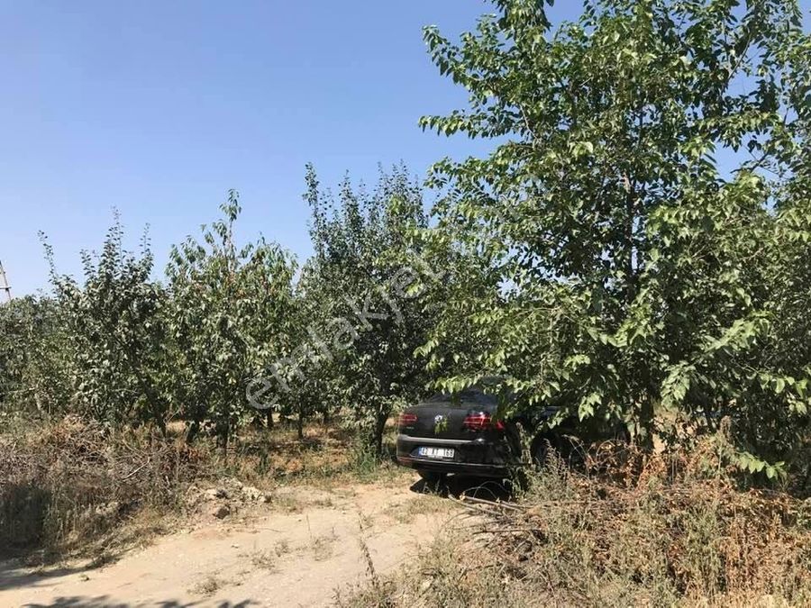 Afyonkarahisar Sultandagi Satilik Bag Bahce Emlakjet